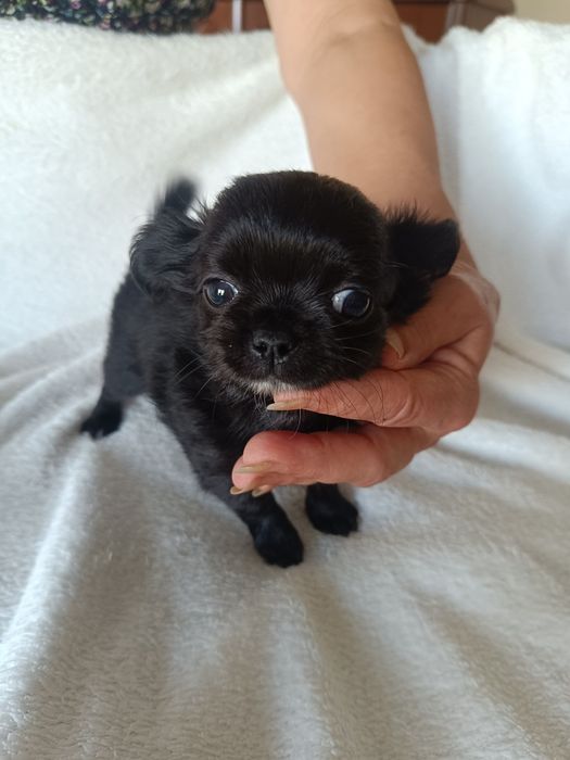 Chihuahua suczka czarna