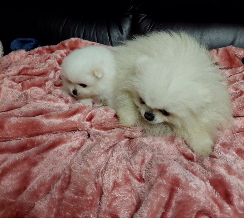 Lulu da pomerania spitz alemao