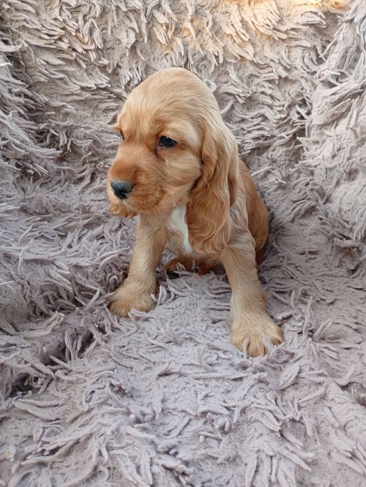 Cocker spaniel angielski piesek