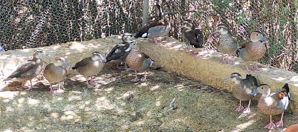 Faisões Lady e Dourados e Patos Ring Teal 2025