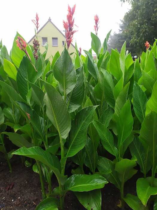 Kanna /paciorecznik wysoka czerwona 5 kg