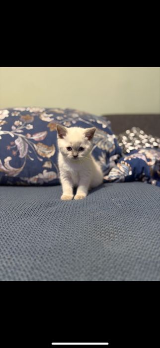 Kotki brytyjskie point, niebieskie