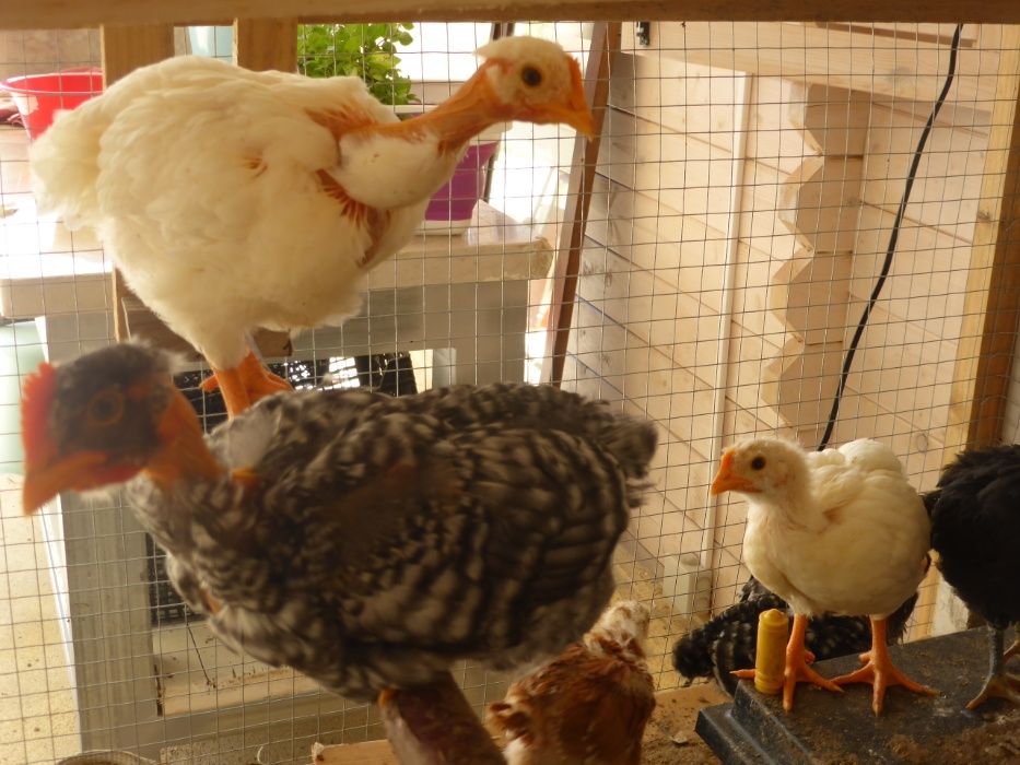 Galos 4 raças autóctones portuguesas - Pedrês, amarela e Preta - BIO