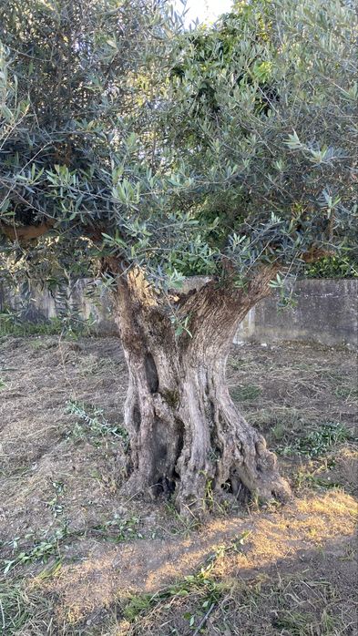 Vende-se oliveiras milenares