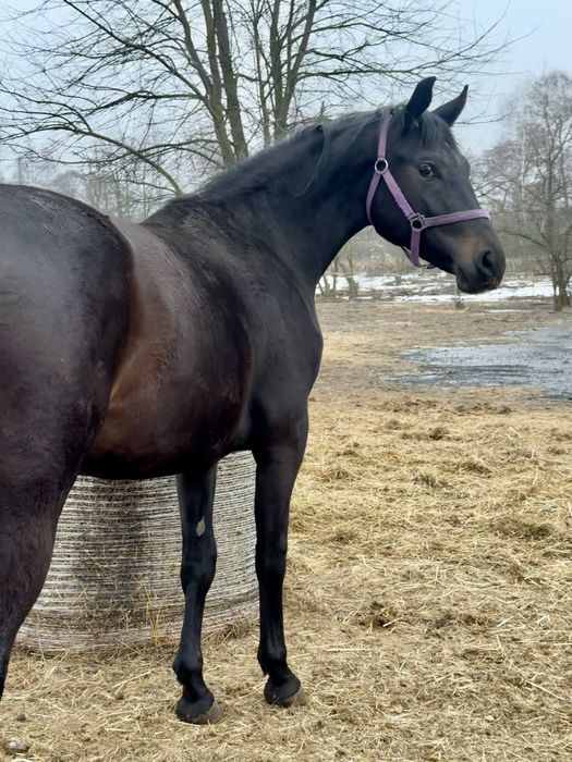 Piękna grzeczna młoda klacz do ambitnej rekreacji