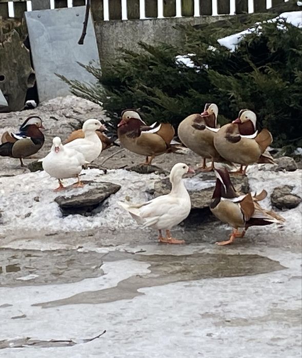 Kaczki Mandarynki rude samce