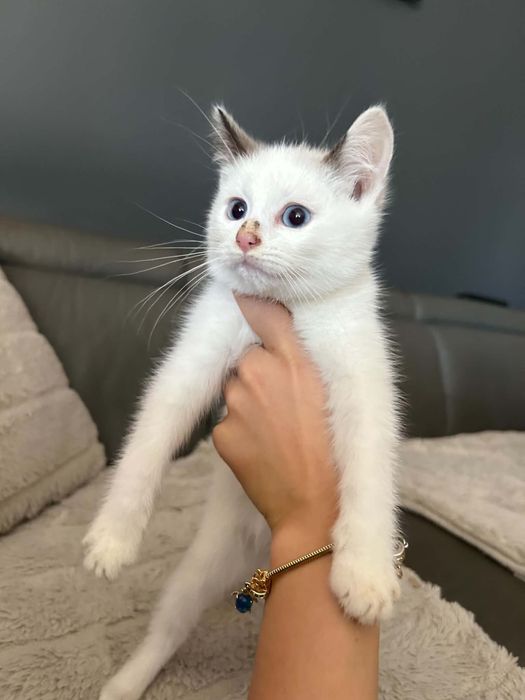 Ragdoll kot kocurek