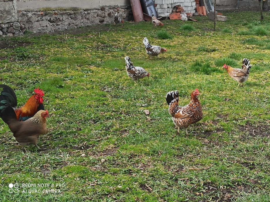 Liliputki karzełki polskie karzełek drób ozdobny kura