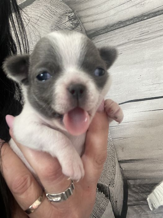 Dziewczynka chihuahua