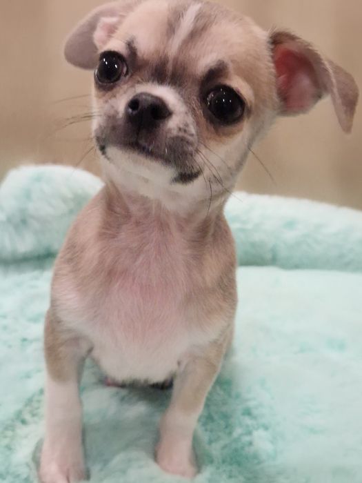 Piesek chihuahua krótkowłosy gotowy do zmiamy domku