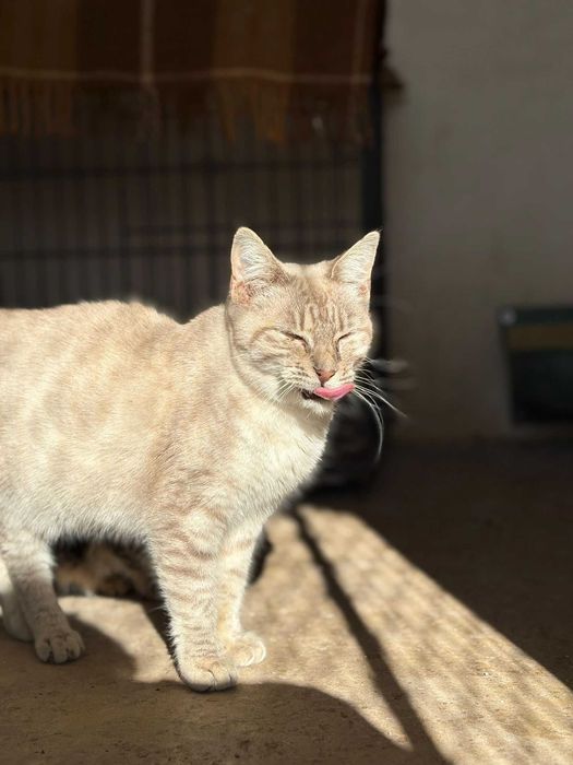 Gata para adoçao (Xeila)