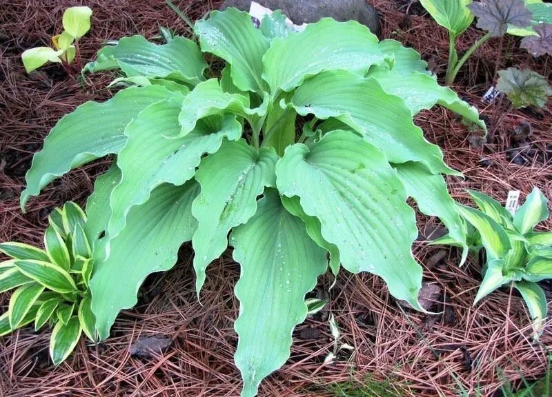 Хоста Neptune - эффектный каскад голубых волн