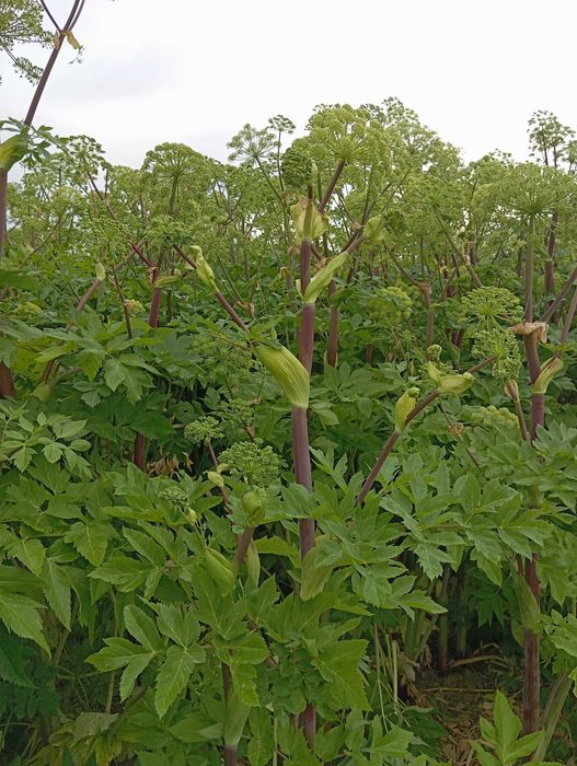 nasiona arcydzięgiel zbiór 2024