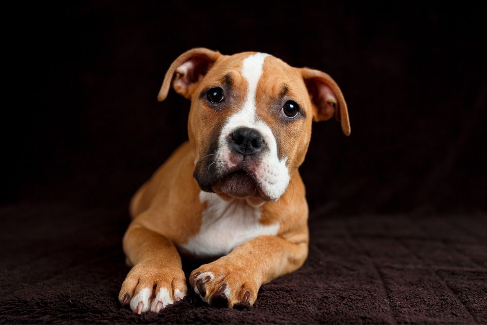 Хто мріє про таку морду?)