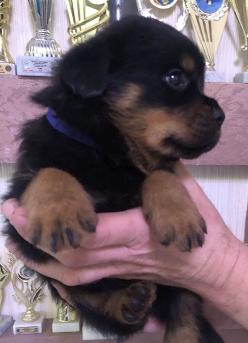 Резерв на породистых щенков ротвейлера.