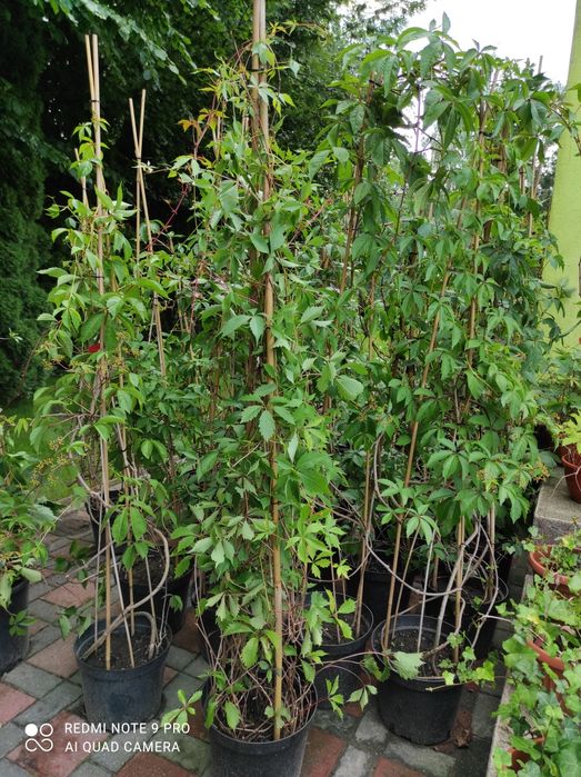 Bardzo duże winobluszcze 2,5m-3,5m