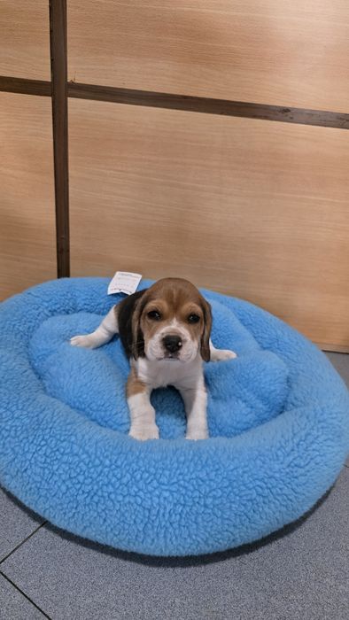 Beagle tricolor fêmea