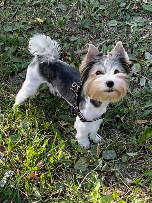 Флокі - хлопчик бівер шукає собі подружку)