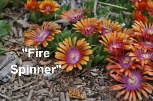 Делосперма. Грунтопокрівні рослини. Багаторічні квіти