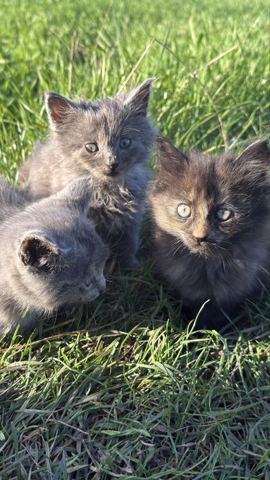 Віддам у добрі руки кошенят