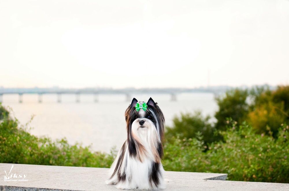 Восхитительный мальчик бивер ждёт невест!