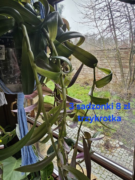 Trzykrotki 3 szt