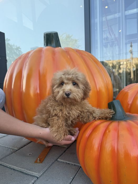 Мальтіпу F1/F2 — мікро, міні та стандарт