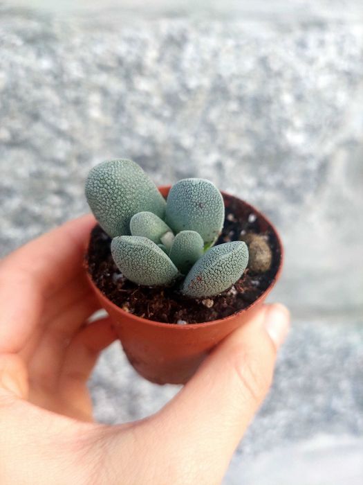 Suculentas 1€ cada