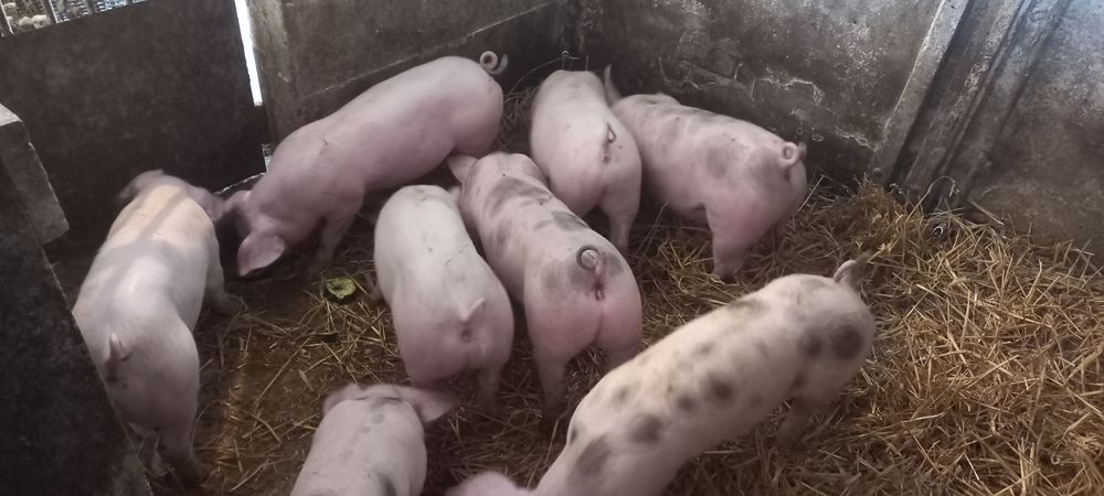 Sprzedam prosięta