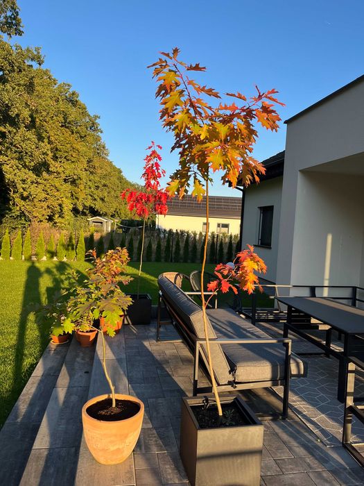 Sprzedam dęby czerwone cena 9, 19 i 29 zł