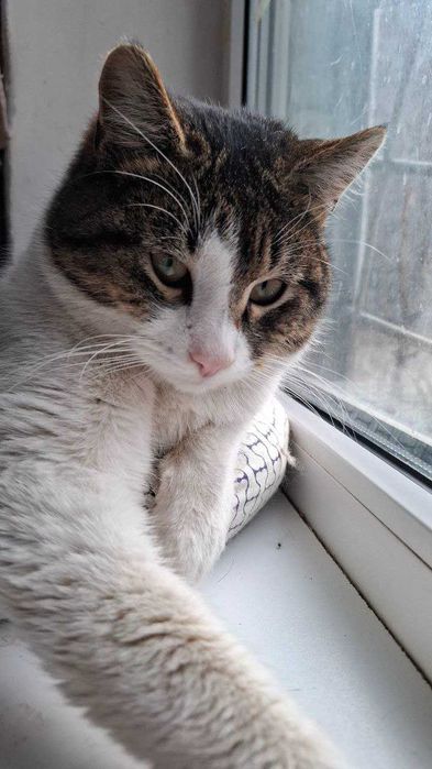 Офігітєльний коте Єврік