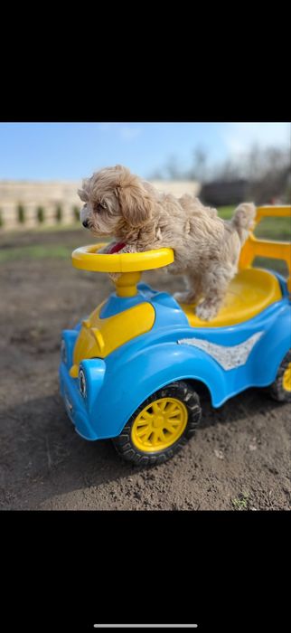 КЛасні .мальтіпу ;;той-пудельʼ ‼️