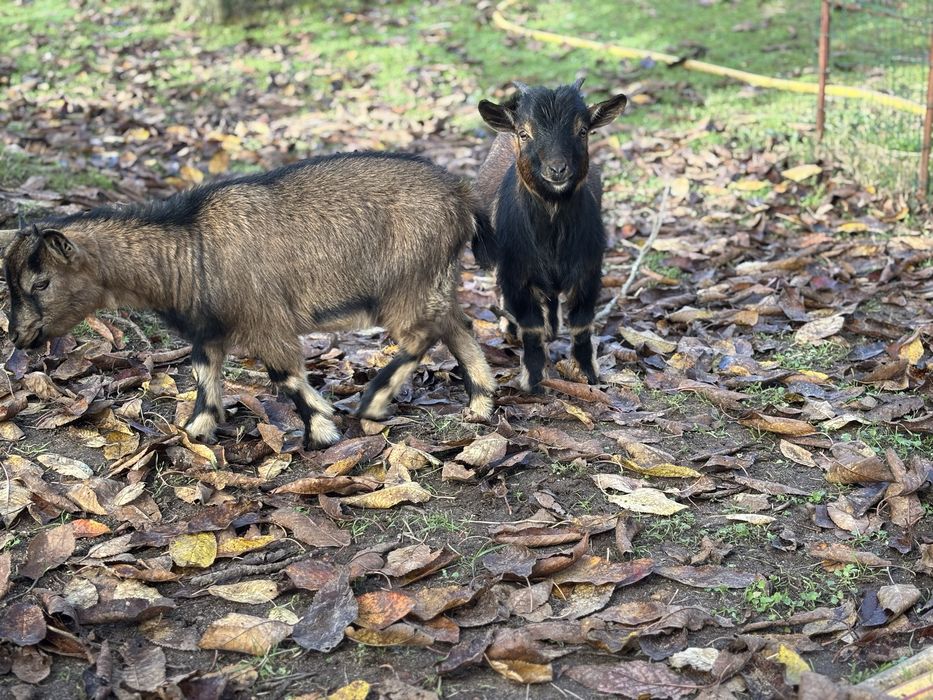Vendo Cabras Anãs, criadas ao ar livre habituadas a pastar.