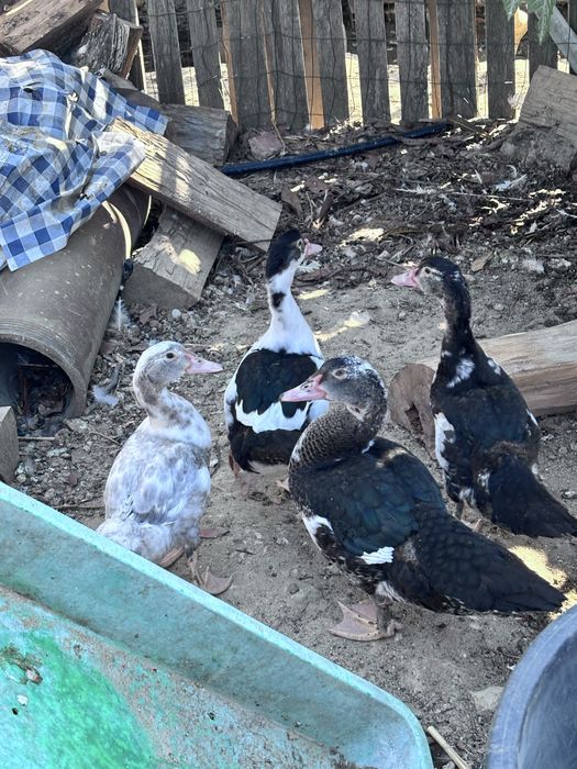 Patos e patinhos bebes