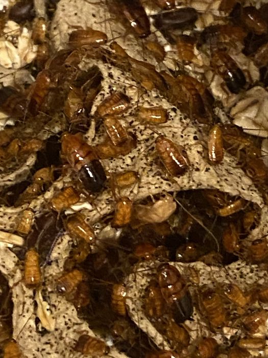 Karaczany tureckie okolo 250 sztuk- pozostałości hodowli