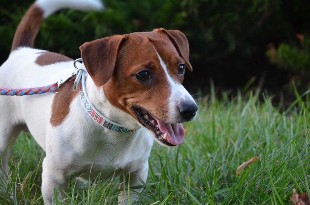 Джек Рассел Тер'єр. В'язка.