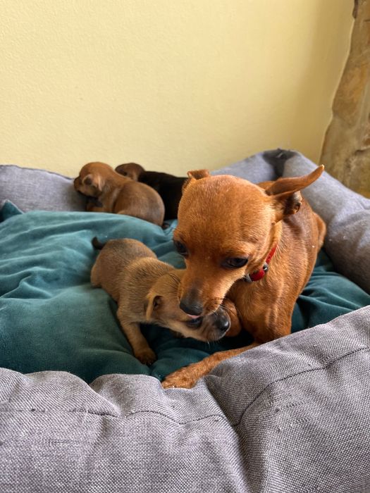 Pincher bebe macho criado em ambiente familiar