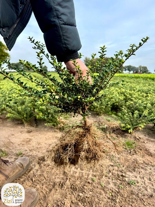 Ilex crenata, ostrokrzew Convexa, Green Hedge, 20-30cm, goły korzeń