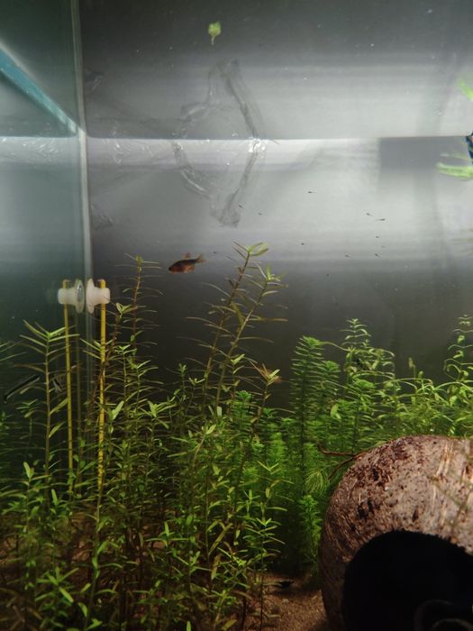 Razbora galaxy , Microrasbora sp. Galaxy, Danio margaritatus