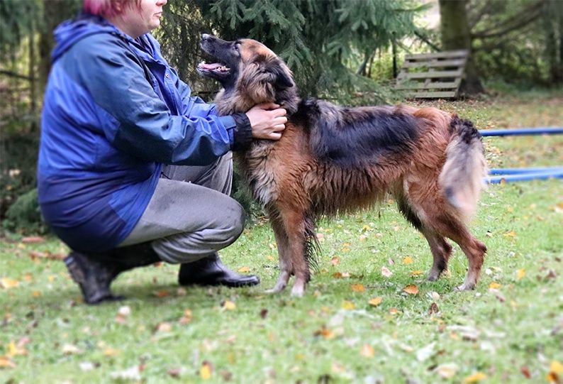 Doris - młoda mądra sunia w typie owczarka do adopcji