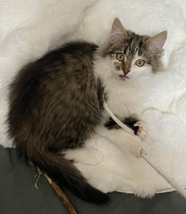 Отдам пушистого котёнка-мальчика