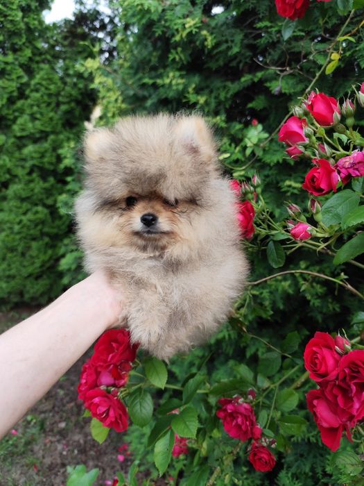 Szpic miniaturowy Pomeranian