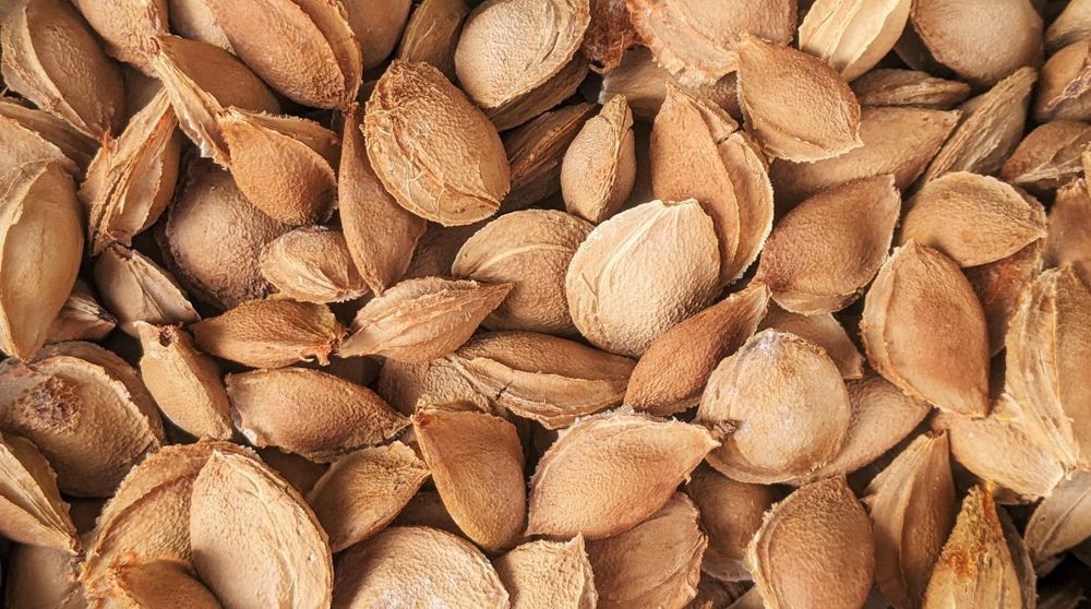 Натуральный онкопротектор  вітамін  В17 абрикосові