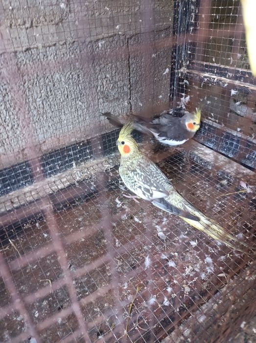 Vendo casal de caturras