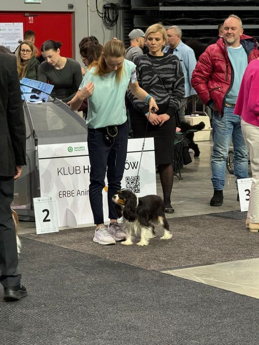 Cavalier king spaniel