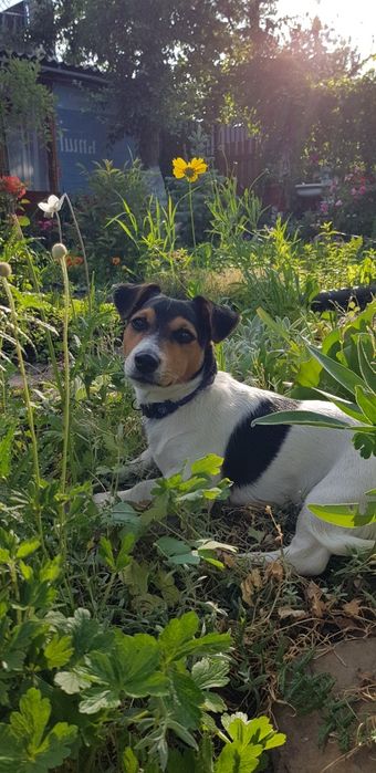 Джек Рассел терьер для вязки