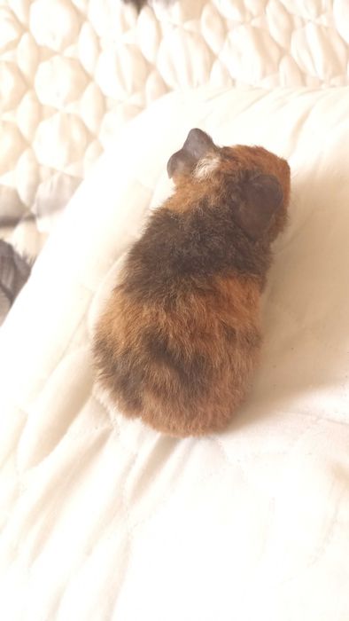 Морська свинка Американський Тедді