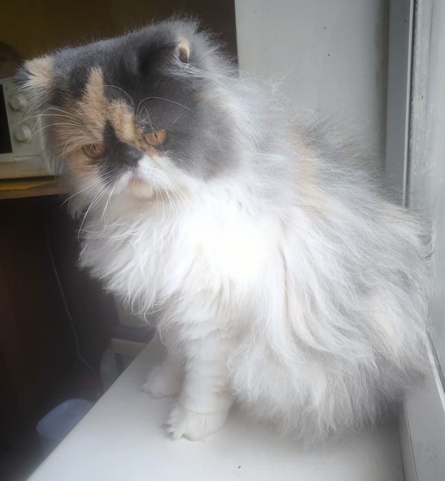 Персидская принцесса