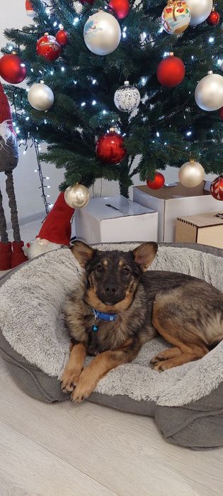 Собачка в добрі ручки!