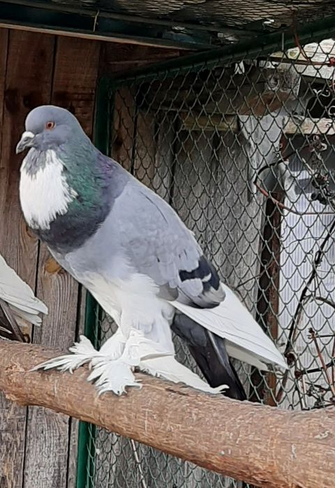 Garlacze Norwich i Pomorski